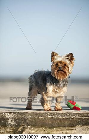 Stock Photo - "Yorkshire Terrier standing on a jetty, Sankt Peter Ording, Sankt Peter Ording, Schleswig-Holstein, Germany, Europe". Fotosearch