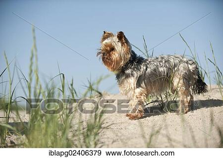 "Yorkshire Terrier standing on the beach, Sankt Peter-Ording, Schleswig-Holstein, Germany, Europe" View Large Photo Image Stock Photo - "Yorkshire Terrier standing on the beach, Sankt Peter-Ording, Schleswig-Holstein, Germany, Europe". Fotosearch