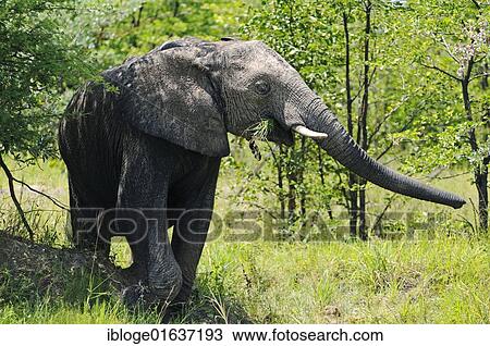 Stock Image - "Young African Bush Elephant (Loxodonta africana) during feeding, near the Khwai River, Okavango Delta, Botswana, Africa". Fotosearch