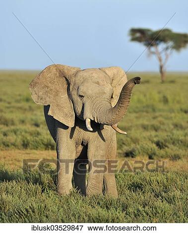 "Young African Bush Elephant (Loxodonta africana) in the savannah landscape, Serengeti, Tanzania, Africa" View Large Photo Image Stock Photo - "Young African Bush Elephant (Loxodonta africana) in the savannah landscape, Serengeti, Tanzania, Africa". Fotosearch