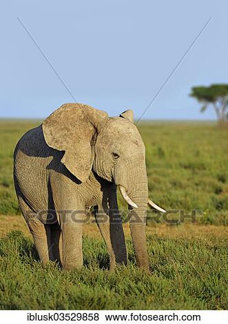"Young African Bush Elephant (Loxodonta africana) in the savannah landscape, Serengeti, Tanzania, Africa" View Large Photo Image Stock Photo - "Young African Bush Elephant (Loxodonta africana) in the savannah landscape, Serengeti, Tanzania, Africa". Fotosearch