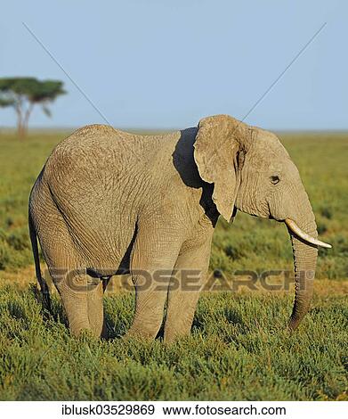 Stock Photo - "Young African Bush Elephant (Loxodonta africana) in the savannah landscape, Serengeti, Tanzania, Africa". Fotosearch