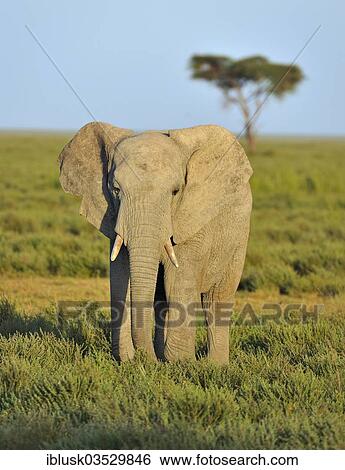 "Young African Bush Elephant (Loxodonta africana) in the savannah landscape, Serengeti, Tanzania, Africa" View Large Photo Image Stock Photograph - "Young African Bush Elephant (Loxodonta africana) in the savannah landscape, Serengeti, Tanzania, Africa". Fotosearch