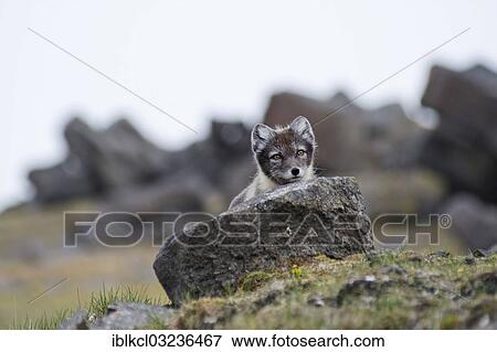 Stock Photo - "Young Arctic Fox (Vulpes lagopus, Alopex lagopus) in its summer coat, looking curiously over a stone, Sundneset, Barentsoya, Svalbard Archipelago, Svalbard and Jan Mayen, Norway, Europe". Fotosearch