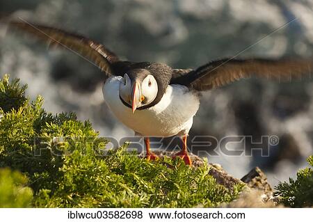 "Young Atlantic Puffin (Fratercula arctica) in the evening light, first flight attempt on the steep cliffs of Latrabjarg, Westfjords or West Fjords, Iceland, Europe" View Large Photo Image Stock Photo - "Young Atlantic Puffin (Fratercula arctica) in the evening light, first flight attempt on the steep cliffs of Latrabjarg, Westfjords or West Fjords, Iceland, Europe". Fotosearch