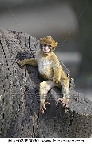 "Young Barbary Macaque (Macaca sylvanus), North Africa" View Large Photo Image Stock Image - "Young Barbary Macaque (Macaca sylvanus), North Africa". Fotosearch