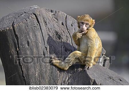 "Young Barbary Macaque (Macaca sylvanus), North Africa" View Large Photo Image Stock Photo - "Young Barbary Macaque (Macaca sylvanus), North Africa". Fotosearch