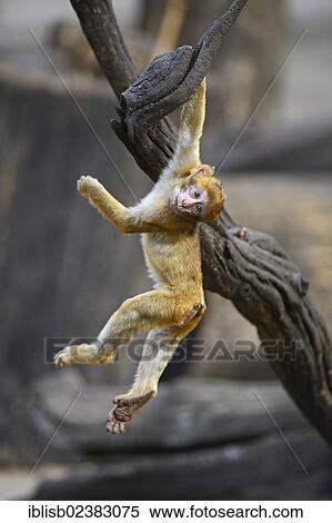 "Young Barbary Macaque (Macaca sylvanus) playing, North Africa" View Large Photo Image Stock Photography - "Young Barbary Macaque (Macaca sylvanus) playing, North Africa". Fotosearch