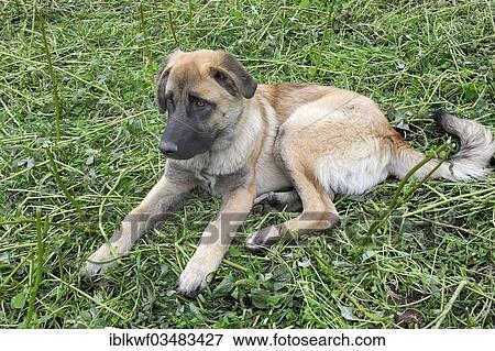 Young Berger Chien De Les Portugais Race Cao Da Serra Da Estrela Ou Serra Chien Serra De Estrela Manteigas Centro Région