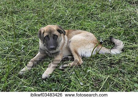 Young Berger Chien De Les Portugais Race Cao Da Serra Da Estrela Ou Serra Chien Serra De Estrela Manteigas Centro Région