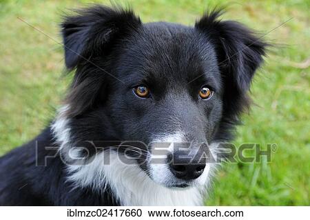 Young Border Collie, Portrait, Othenstorf, Mecklenburg-Western Pomerania, Germany, Europe View Large Photo Image Stock Image - Young Border Collie, Portrait, Othenstorf, Mecklenburg-Western Pomerania, Germany, Europe. Fotosearch