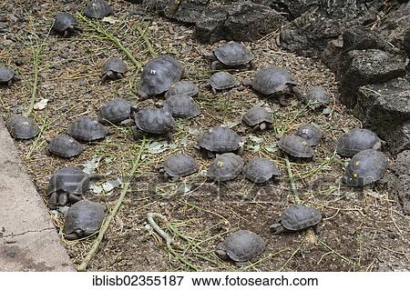 "Young bred Giant Tortoises (Geochelone spp) in the Darwin Station, Santa Cruz Island, Galapagos Islands, UNESCO World Natural Heritage Site, Ecuador, South America" View Large Photo Image Stock Photo - "Young bred Giant Tortoises (Geochelone spp) in the Darwin Station, Santa Cruz Island, Galapagos Islands, UNESCO World Natural Heritage Site, Ecuador, South America". Fotosearch