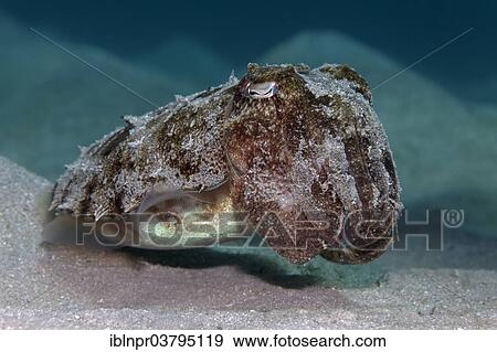 "Young Broadclub Cuttlefish (Sepia latimanus), on the sandy sea floor, UNESCO World Heritage Site, Great Barrier Reef, Australia, Pacific Ocean, Oceania" View Large Photo Image Stock Photo - "Young Broadclub Cuttlefish (Sepia latimanus), on the sandy sea floor, UNESCO World Heritage Site, Great Barrier Reef, Australia, Pacific Ocean, Oceania". Fotosearch