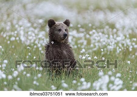 "Young Brown Bear (Ursus arctos) in cotton grass, Suomussalmi, Karelia, Finland, Europe" View Large Photo Image Stock Image - "Young Brown Bear (Ursus arctos) in cotton grass, Suomussalmi, Karelia, Finland, Europe". Fotosearch
