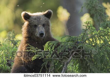 "Young Brown Bear (Ursus arctos), Kainuu, Finland, Europe" View Large Photo Image Picture - "Young Brown Bear (Ursus arctos), Kainuu, Finland, Europe". Fotosearch