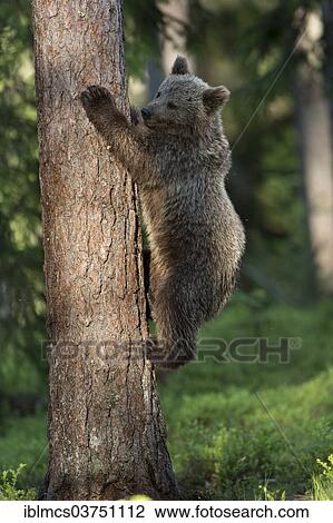 Stock Image - "Young Brown Bear (Ursus arctos) climbing a tree, Kainuu, Finland, Europe". Fotosearch