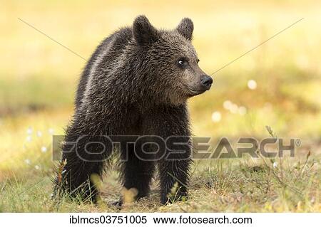 Stock Photography - "Young Brown Bear (Ursus arctos), Suomussalmi, Karelia, Finland, Europe". Fotosearch