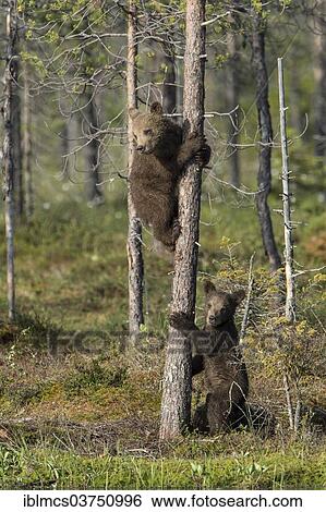 Stock Photograph - "Young Brown Bears (Ursus arctos) on a tree trunk, Suomussalmi, Karelia, Finland, Europe". Fotosearch