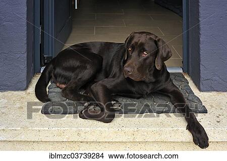 "Young brown Labrodor, 9 months, lying on the doorstep, Baden-Wurttemberg, Germany, Europe" View Large Photo Image Picture - "Young brown Labrodor, 9 months, lying on the doorstep, Baden-Wurttemberg, Germany, Europe". Fotosearch