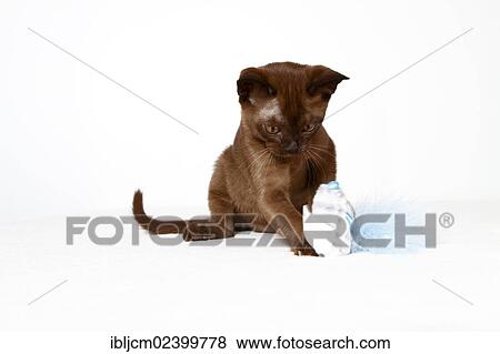 Stock Photo - "Young Burmese cat, kitten, playing". Fotosearch