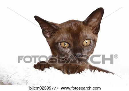 "Young Burmese cat, kitten, portrait" View Large Photo Image Stock Photo - "Young Burmese cat, kitten, portrait". Fotosearch