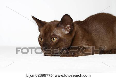 "Young Burmese cat, kitten" View Large Photo Image Stock Photography - "Young Burmese cat, kitten". Fotosearch