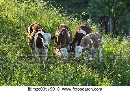 "Young calves on an alpine meadow, Ramsau bei Berchtesgaden, Berchtesgadener Land District, Upper Bavaria, Bavaria, Germany, Europe" View Large Photo Image Stock Image - "Young calves on an alpine meadow, Ramsau bei Berchtesgaden, Berchtesgadener Land District, Upper Bavaria, Bavaria, Germany, Europe". Fotosearch