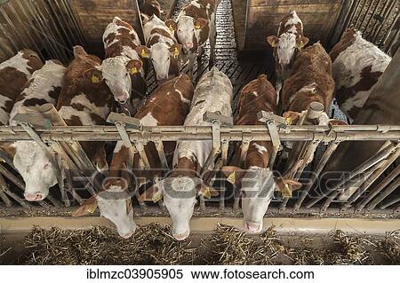 "Young cattle at a feed fence in a playpen, from above, Bavaria, Germany, Europe" View Large Photo Image Stock Photography - "Young cattle at a feed fence in a playpen, from above, Bavaria, Germany, Europe". Fotosearch