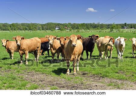 "Young cattle standing on a pasture, Altengamme, Hamburg, Hamburg, Germany, Europe" View Large Photo Image Stock Photo - "Young cattle standing on a pasture, Altengamme, Hamburg, Hamburg, Germany, Europe". Fotosearch