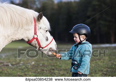 Stock Photo - "Young child wearing a riding helmet feeding a pony, gray, Tyrol, Austria, Europe". Fotosearch
