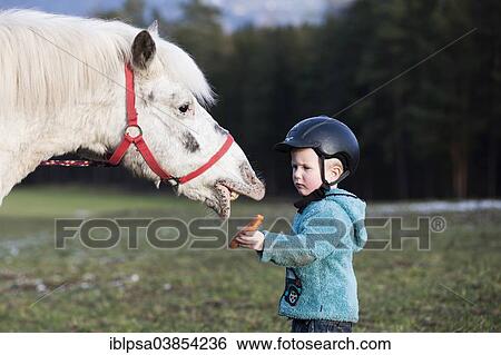Stock Photograph - "Young child wearing a riding helmet feeding a pony, gray, Tyrol, Austria, Europe". Fotosearch