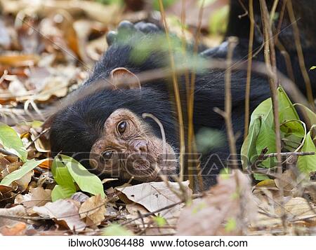 "Young chimpanzee (Pan troglodytes), resting on ground, Mahale Mountains Nationalpark, Ostafrika, Tanzania, Africa" View Large Photo Image Stock Photo - "Young chimpanzee (Pan troglodytes), resting on ground, Mahale Mountains Nationalpark, Ostafrika, Tanzania, Africa". Fotosearch