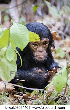 "Young chimpanzees (Pan troglodytes), about 6 months, Mahale Mountains Nationalpark, Ostafrika, Tanzania, Africa" View Large Photo Image Stock Image - "Young chimpanzees (Pan troglodytes), about 6 months, Mahale Mountains Nationalpark, Ostafrika, Tanzania, Africa". Fotosearch