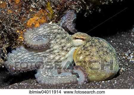 "Young Common Octopus (Octopus vulgaris), Azores, Portugal, Europe" View Large Photo Image Picture - "Young Common Octopus (Octopus vulgaris), Azores, Portugal, Europe". Fotosearch