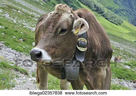 "Young Cow (Bos primigenius taurus), Oytal valley in Oberstdorf, Allgaeu Alps, Allgaeu, Bavaria, Germany, Europe, PublicGround, Europe" View Large Photo Image Stock Photo - "Young Cow (Bos primigenius taurus), Oytal valley in Oberstdorf, Allgaeu Alps, Allgaeu, Bavaria, Germany, Europe, PublicGround, Europe". Fotosearch