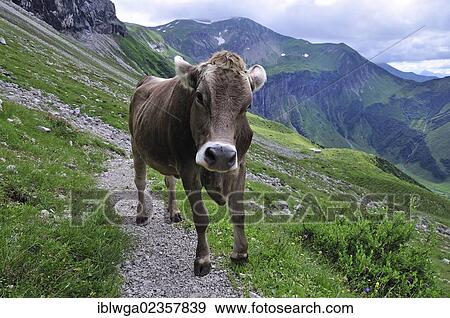 Stock Photo - "Young Cow (Bos primigenius taurus), Oytal valley in Oberstdorf, Allgaeu Alps, Allgaeu, Bavaria, Germany, Europe, PublicGround, Europe". Fotosearch