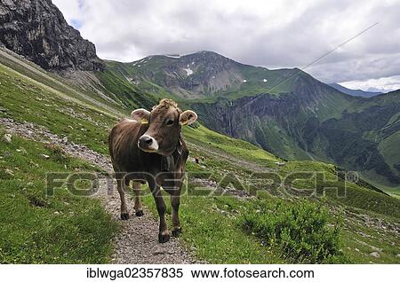 "Young Cow (Bos primigenius taurus), Oytal valley in Oberstdorf, Allgaeu Alps, Allgaeu, Bavaria, Germany, Europe, PublicGround, Europe" View Large Photo Image Stock Photography - "Young Cow (Bos primigenius taurus), Oytal valley in Oberstdorf, Allgaeu Alps, Allgaeu, Bavaria, Germany, Europe, PublicGround, Europe". Fotosearch