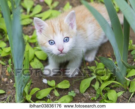 "Young domestic cat in the garden, Austria, Europe" View Large Photo Image Stock Photograph - "Young domestic cat in the garden, Austria, Europe". Fotosearch
