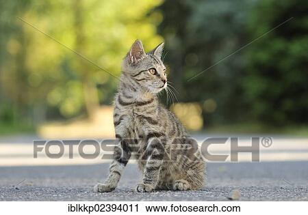 Stock Image - "Young domestic cat, Uhyst, Saxony, Germany, Europe". Fotosearch