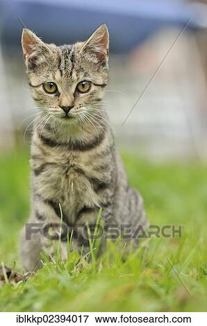 "Young domestic cat, Uhyst, Saxony, Germany, Europe" View Large Photo Image Stock Photo - "Young domestic cat, Uhyst, Saxony, Germany, Europe". Fotosearch