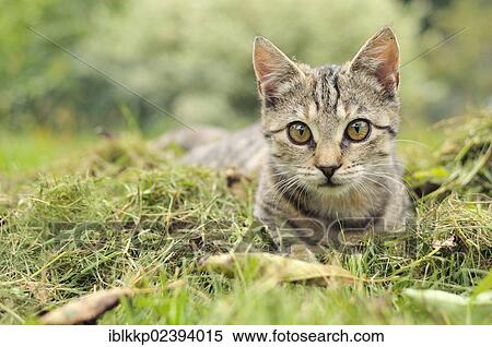 Stock Photography - "Young domestic cat, Uhyst, Saxony, Germany, Europe". Fotosearch
