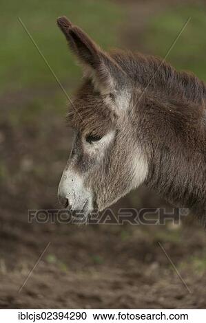 Stock Image - "Young Domestic Donkey (Equus asinus asinus), Wahner Heide nature reserve, North Rhine-Westphalia, Germany, Europe". Fotosearch