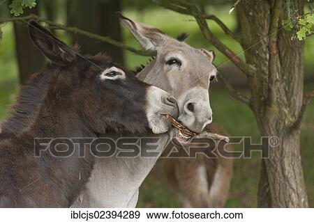 "Young Domestic Donkeys (Equus asinus asinus), two stallions chewing on a stick, Wahner Heide nature reserve, North Rhine-Westphalia, Germany, Europe" View Large Photo Image Stock Photo - "Young Domestic Donkeys (Equus asinus asinus), two stallions chewing on a stick, Wahner Heide nature reserve, North Rhine-Westphalia, Germany, Europe". Fotosearch