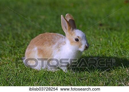Young Domestic Rabbit (Oryctolagus cuniculus forma domestica) on a meadow View Large Photo Image Picture - Young Domestic Rabbit (Oryctolagus cuniculus forma domestica) on a meadow. Fotosearch
