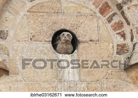 "Young Eagle Owl (Bubo Bubo) looking out of a wall opening of the Osnabrueck Cathedral, Osnabrucker Dom, Osnabruck, Lower Saxony, Germany, Europe" View Large Photo Image Stock Image - "Young Eagle Owl (Bubo Bubo) looking out of a wall opening of the Osnabrueck Cathedral, Osnabrucker Dom, Osnabruck, Lower Saxony, Germany, Europe". Fotosearch