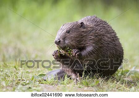 "Young European beaver (Castor fiber) on solid ground feeding on a willow branch, Tyrol, Austria, Europe" View Large Photo Image Stock Image - "Young European beaver (Castor fiber) on solid ground feeding on a willow branch, Tyrol, Austria, Europe". Fotosearch