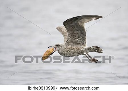 "Young European Herring Gull (Larus argentatus) in flight with bread in its beak, Lauvsnes, Flatanger, Nord-Trondelag, Trondelag, Norway, Europe" View Large Photo Image Stock Photo - "Young European Herring Gull (Larus argentatus) in flight with bread in its beak, Lauvsnes, Flatanger, Nord-Trondelag, Trondelag, Norway, Europe". Fotosearch