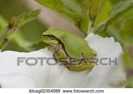 Stock Photo - "Young European Tree Frog (Hyla arborea), perched on the flower of a Bindweed (Calystegia sepium), Moenchbruch nature reserve, Hesse, Germany, Europe". Fotosearch
