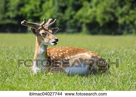 "Young Fallow Deer (Dama dama), Lainz Game Reserve, Vienna, Austria, Europe" View Large Photo Image Picture - "Young Fallow Deer (Dama dama), Lainz Game Reserve, Vienna, Austria, Europe". Fotosearch