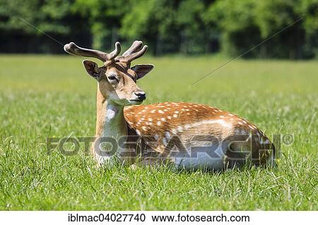 "Young Fallow Deer (Dama dama), Lainz Game Reserve, Vienna, Austria, Europe" View Large Photo Image Stock Image - "Young Fallow Deer (Dama dama), Lainz Game Reserve, Vienna, Austria, Europe". Fotosearch